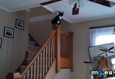 Tags: cats, did, fly, see, you (Pict. in My r/CATS favs)