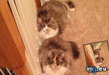 Tags: cats, double, trouble (Pict. in My r/CATS favs)