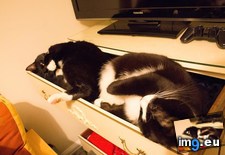Tags: cats, drawer (Pict. in My r/CATS favs)