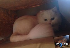 Tags: bag, cat, cats, house, new, turns (Pict. in My r/CATS favs)