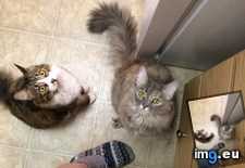 Tags: cats, damn, time (Pict. in My r/CATS favs)