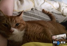Tags: cats, morning, room (Pict. in My r/CATS favs)