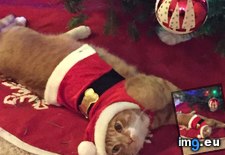 Tags: cats, christmas, climb, minutes, outfit, time, tree (Pict. in My r/CATS favs)