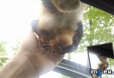 Tags: car, cats, climb, door, driveway, park, roof, time, wait (Pict. in My r/CATS favs)