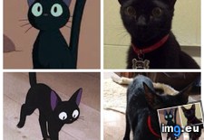 Tags: cat, cats, everytime, jiji (Pict. in My r/CATS favs)