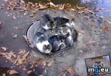 Tags: cats, fall, russia (Pict. in My r/CATS favs)