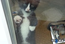 Tags: cats, emotional, finally, house, kittens, leaving, task, week (Pict. in My r/CATS favs)