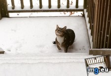Tags: cats, snow (Pict. in My r/CATS favs)