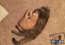 Tags: cat, cats, finally, likes (Pict. in My r/CATS favs)