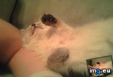 Tags: cats, foster, kitten (Pict. in My r/CATS favs)