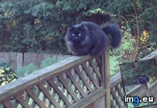 Tags: backyard, ball, big, biggun, cats, fuzz (Pict. in My r/CATS favs)