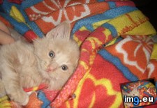 Tags: cats, storm, week (Pict. in My r/CATS favs)