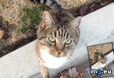 Tags: cats, front, guy, house (Pict. in My r/CATS favs)