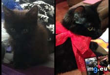 Tags: adoption, cat, cats, now, toothless (Pict. in My r/CATS favs)