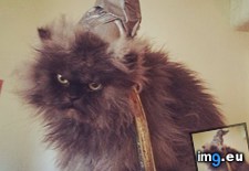 Tags: cats, gandolf, moody (Pict. in My r/CATS favs)
