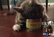 Tags: cat, catnip, cats, empty, gave, jar (Pict. in My r/CATS favs)