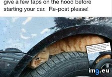 Tags: cats, gentle, reminder (Pict. in My r/CATS favs)