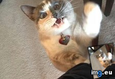 Tags: cats, chicken, give (Pict. in My r/CATS favs)