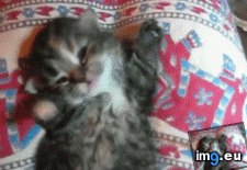 Tags: cats, good, morning (GIF in My r/CATS favs)