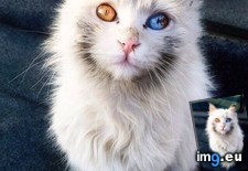 Tags: cat, cats, gorgeous (Pict. in My r/CATS favs)