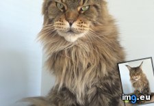 Tags: cats, coon, gorgeous, lives, maine, office, vet (Pict. in My r/CATS favs)