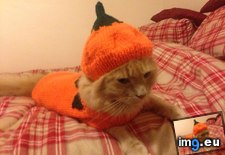 Tags: cats, halloween, kitty, pumpkin (Pict. in My r/CATS favs)