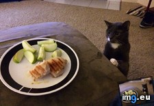 Tags: apple, cats, hank, wanted (Pict. in My r/CATS favs)