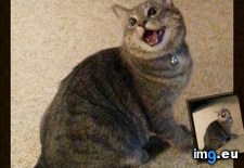 Tags: cats, happy, kitty (Pict. in My r/CATS favs)