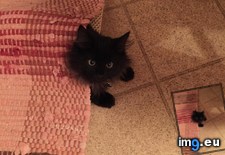 Tags: cats, harli (Pict. in My r/CATS favs)