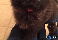 Tags: cats, harli (Pict. in My r/CATS favs)