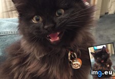 Tags: cats, harli (Pict. in My r/CATS favs)