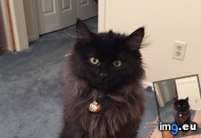 Tags: cats, harli (Pict. in My r/CATS favs)