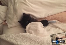 Tags: cats, harli (Pict. in My r/CATS favs)