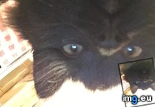 Tags: cats, harli (Pict. in My r/CATS favs)