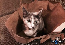 Tags: bag, birthday, brought, cats, harvey, won (Pict. in My r/CATS favs)