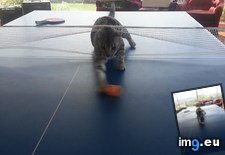 Tags: cats, cheats, playing, tennis (Pict. in My r/CATS favs)