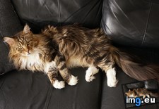 Tags: cats, coon, easily, leon, maine, old, one, sofa, takes, year (Pict. in My r/CATS favs)