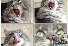 Tags: cats, forgets, mouth (Pict. in My r/CATS favs)