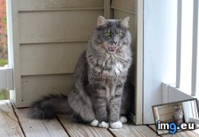 Tags: cats, forgets, mouth (Pict. in My r/CATS favs)