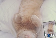 Tags: cats, headbutted, pillow, pushed, sleep (Pict. in My r/CATS favs)