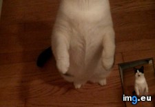 Tags: cats (Pict. in My r/CATS favs)