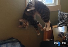 Tags: blinds, cat, cats, damage, fortunately, permanent, required (Pict. in My r/CATS favs)
