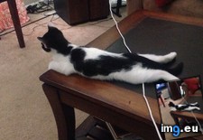Tags: cats (Pict. in My r/CATS favs)