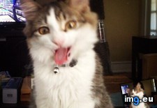 Tags: cats, special (Pict. in My r/CATS favs)