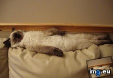 Tags: cats, positions, sleeps, strange (Pict. in My r/CATS favs)
