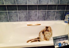Tags: cats, for, hours, was (Pict. in My r/CATS favs)