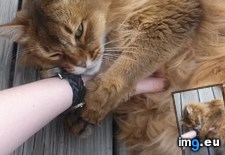 Tags: cats, give, hand, won (Pict. in My r/CATS favs)