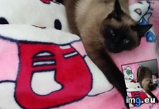 Tags: cats, kitty (Pict. in My r/CATS favs)