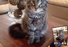Tags: cats, conky, love (Pict. in My r/CATS favs)
