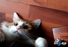 Tags: cats (Pict. in My r/CATS favs)